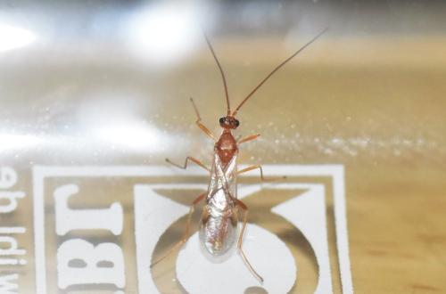 Réf. 340 540 : Aleiodes sp.